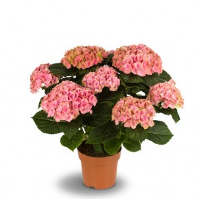 Hydrangea%20Magical%20Amethyst%20Pink%2014%20cm%20-%20Magical%20Colours%20Your%20Home