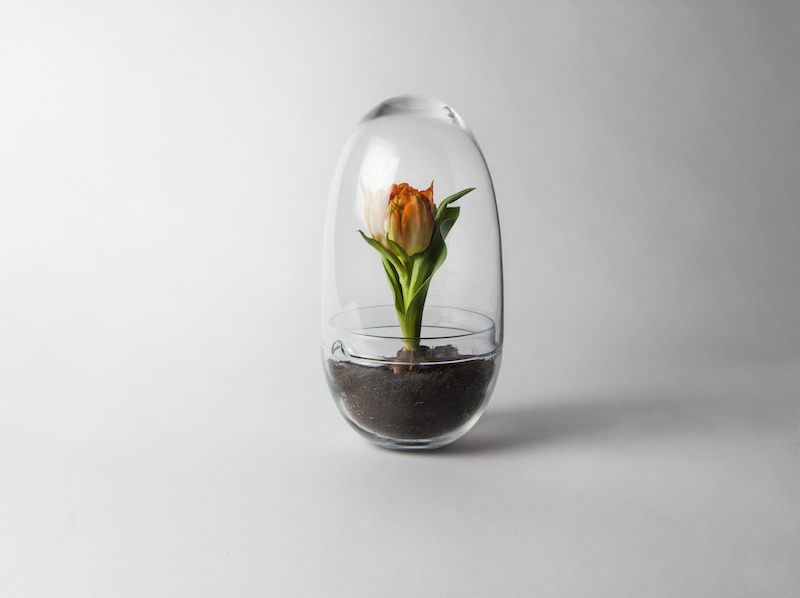 Grow_large_Tulip