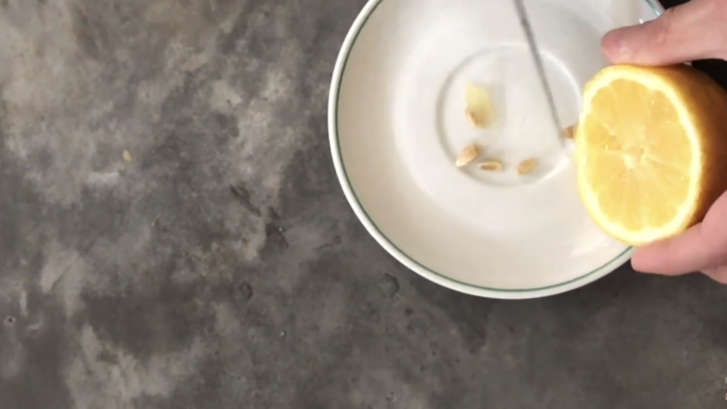 Pousse de citronnier comment faire germer des graines de citron ? CAROLINE MUNOZ
