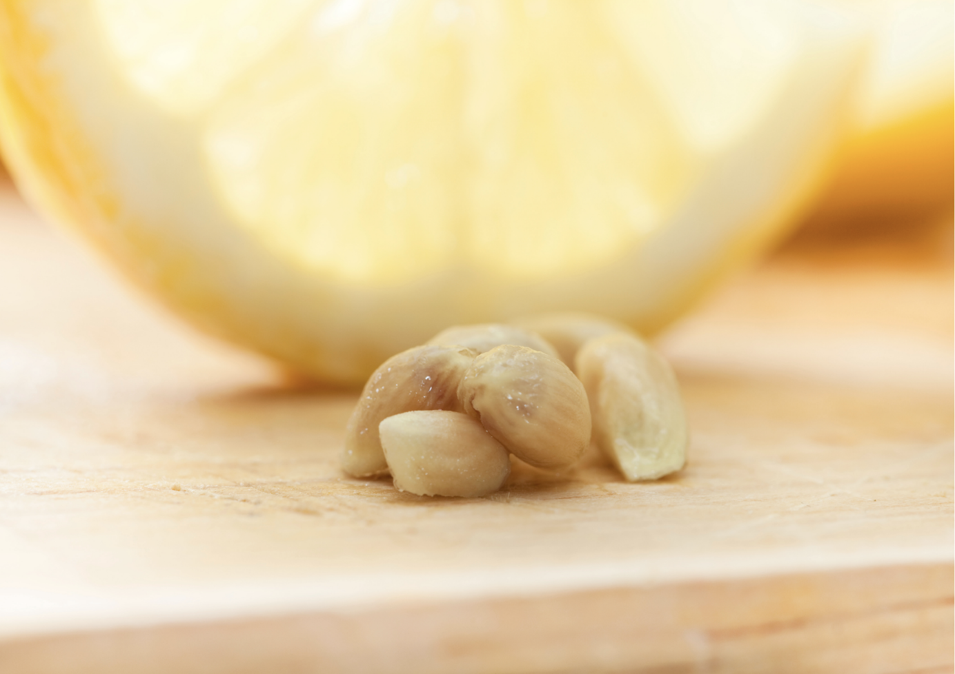 Pousse de citronnier comment faire germer des graines de citron ? CAROLINE MUNOZ